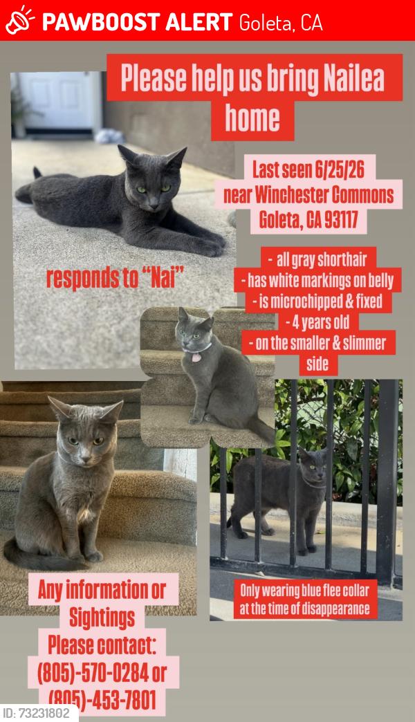 Lost Female Cat last seen Winchester canyon Goleta ca, Goleta, CA 93117