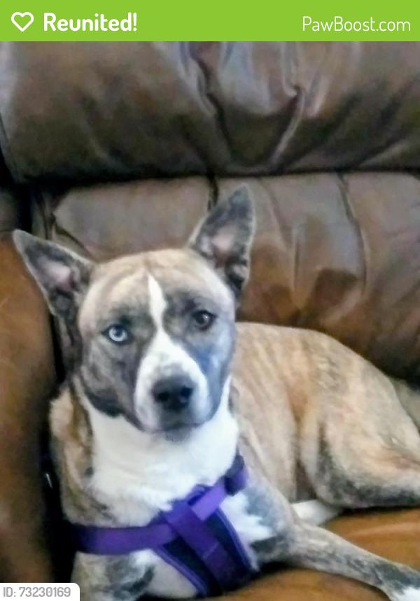 Reunited Female Dog last seen Davie rd extension and University Dr, Hollywood, FL 33024