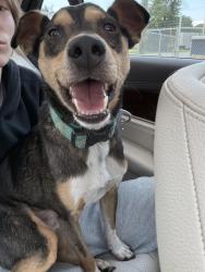 Reunited Male Dog last seen Rolling Rd and Main St, Burlington, NC 27217