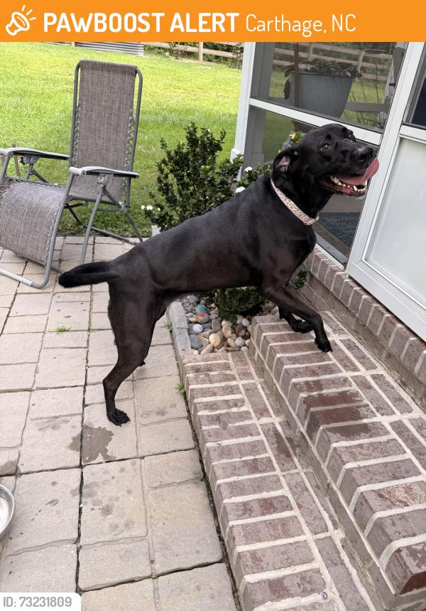 Found/Stray Female Dog last seen Across from VCA whispering pines, Carthage, NC 28327
