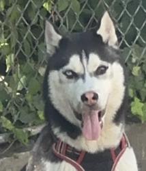 Reunited Male Dog last seen Olney Philadelphia, Philadelphia, PA 19120