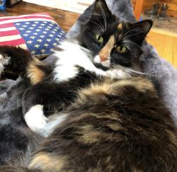 Lost Female Cat last seen Robin hollow rd, or Dan’s place is a mile up the road or police station, West Greenwich, RI 02817