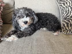 Lost Female Dog last seen Jurupa ave near Kessler park, Bloomington, CA 92316