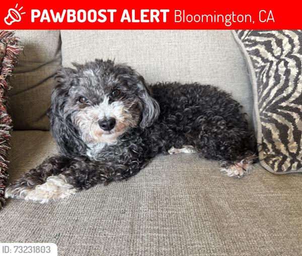 Lost Female Dog last seen Jurupa ave near Kessler park, Bloomington, CA 92316