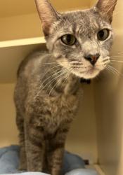 Shelter Stray Male Cat last seen Near N Druid Hills Rd, Atlanta, GA 30329, 30329, GA, 3280 Chamblee Dunwoody Rd, Chamblee, GA 30341, USA