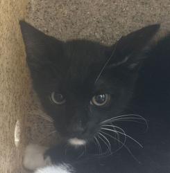 Shelter Stray Male Cat last seen Rock Prairie Rd and Edelweiss Ave, City of College Station, TX, 5359 Leonard Rd, Bryan, TX 77807, USA
