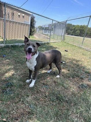 Shelter Stray Female Dog last seen Near & 35, City of Alvarado, TX, 602 S Pkwy Dr, Alvarado, TX 76009, USA