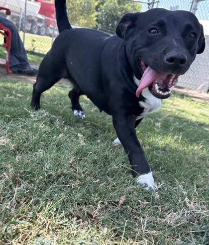 Shelter Stray Female Dog last seen Near & 35, City of Alvarado, TX, 602 S Pkwy Dr, Alvarado, TX 76009, USA