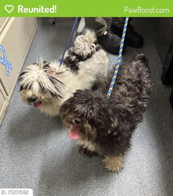 Reunited Female Dog last seen Nelson St Clifton/ 2 blocks from Albion Park, Clifton, NJ 07013