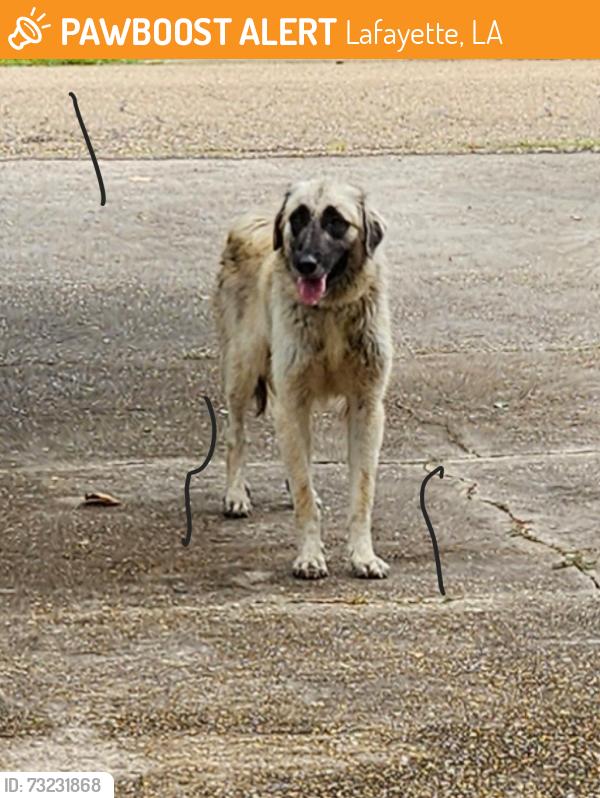 Found/Stray Unknown Dog last seen Corner of Eraste Landry and bertrand, Lafayette, LA 70500
