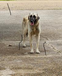 Found/Stray Unknown Dog last seen Corner of Eraste Landry and bertrand, Lafayette, LA 70500
