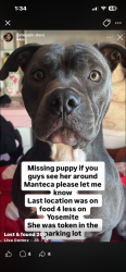 Lost Female Dog last seen Food for less, Manteca, CA 95336