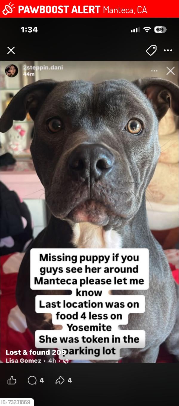 Lost Female Dog last seen Food for less, Manteca, CA 95336