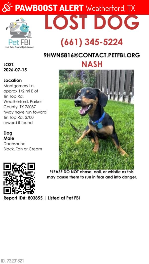Lost Male Dog last seen Tin Top road, Weatherford, TX 76087