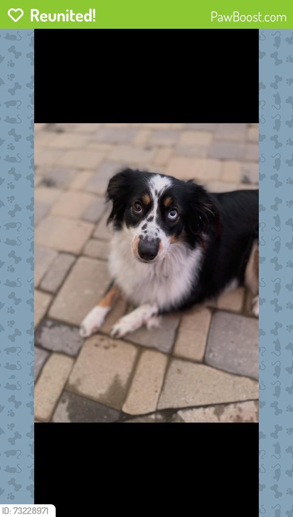 Reunited Female Dog last seen Bivens Hill and Wilson Hill Rd, towards Halls Hill Pike, Readyville, TN 37149