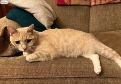 Reunited Male Cat last seen Chatsworth Lane and Yarborough, Redwood City, CA 94061