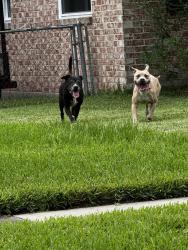 Found/Stray Male Dog last seen Arbor circle, grove park, near Gano, Orange Park, FL 32073