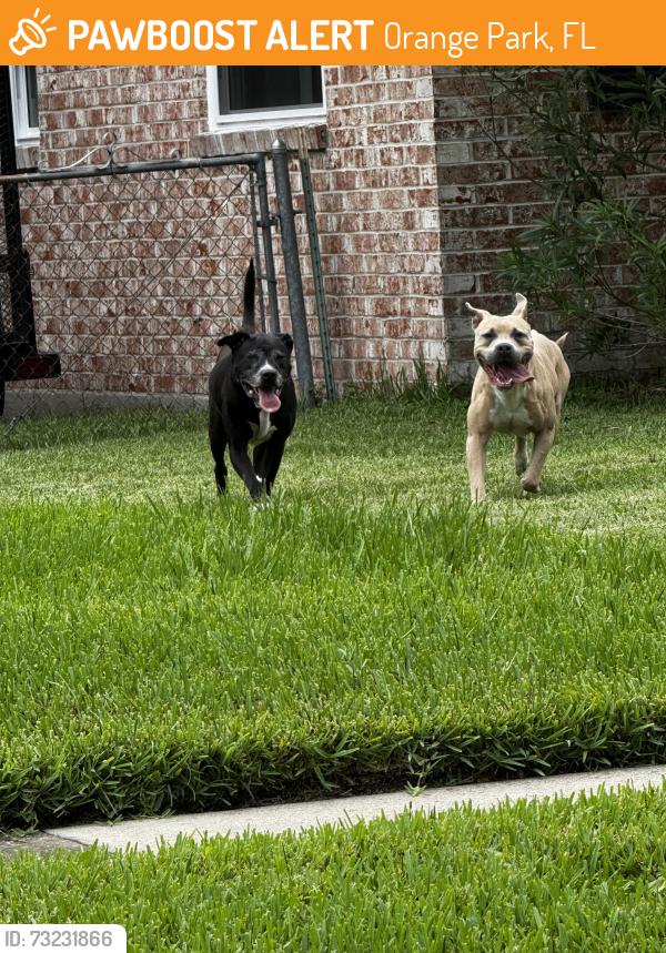 Found/Stray Male Dog last seen Arbor circle, grove park, near Gano, Orange Park, FL 32073
