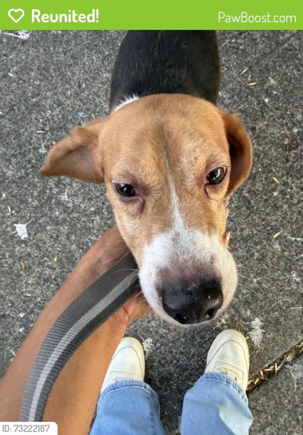 Reunited Male Dog last seen S Dearborn St & 20th Ave S, Seattle, WA 98122