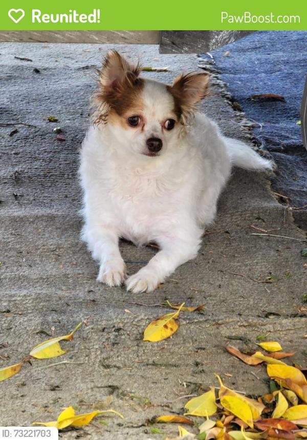 Reunited Male Dog last seen Near NW 42nd St, Miami, FL 33142, USA, Miami, FL 33142
