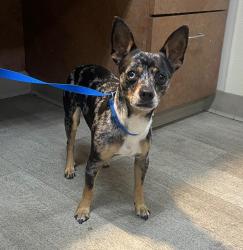 Shelter Stray Male Dog last seen Near 47th Street, San Diego, CA, 92102, 5500 Gaines St, San Diego, CA 92110, USA