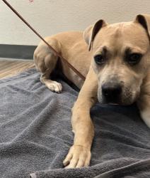 Shelter Stray Male Dog last seen Near Manzanita Drive, San Diego, CA, 92105, 5500 Gaines St, San Diego, CA 92110, USA
