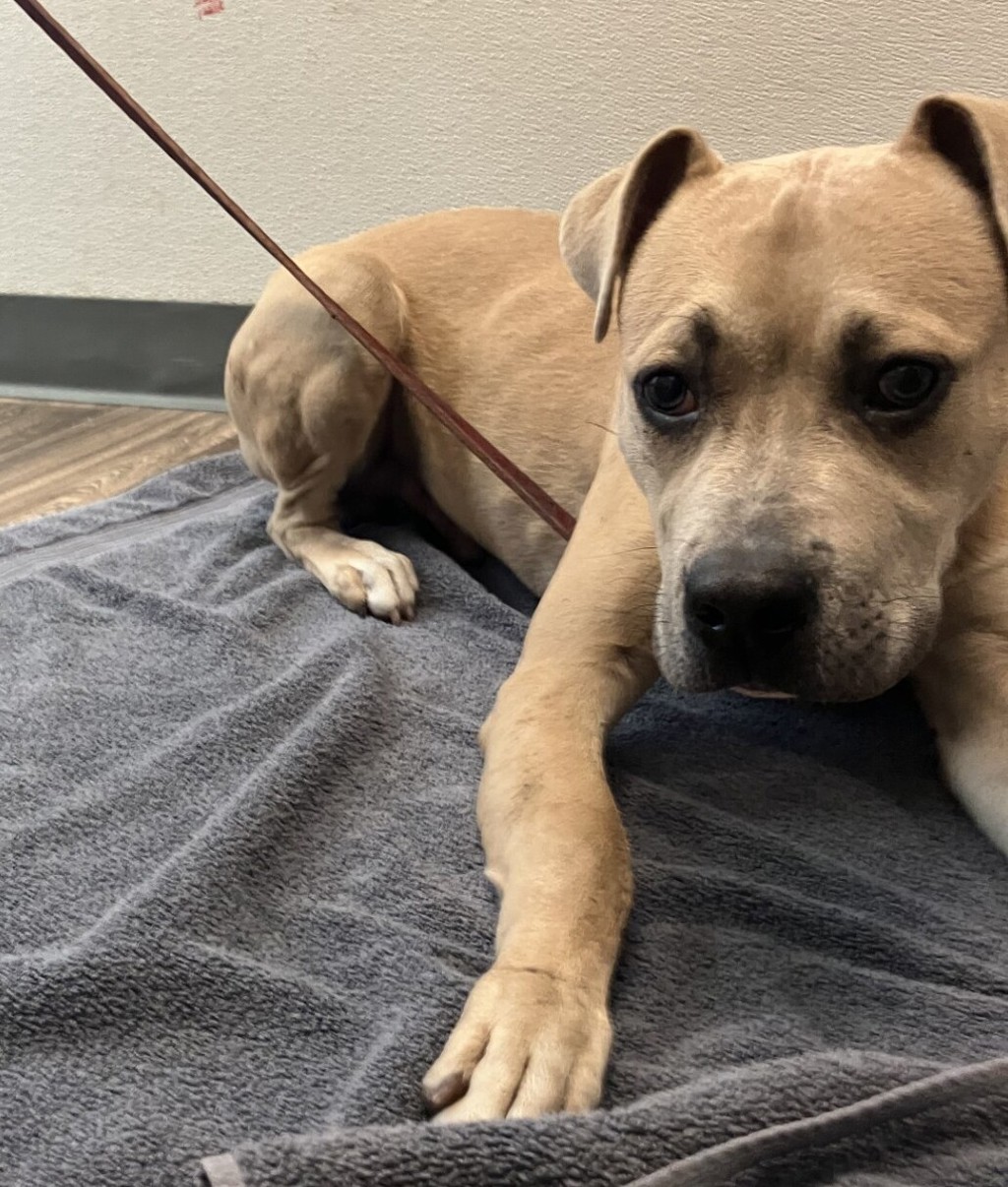 Shelter Stray Male Dog last seen Near Manzanita Drive, San Diego, CA, 92105, 5500 Gaines St, San Diego, CA 92110, USA