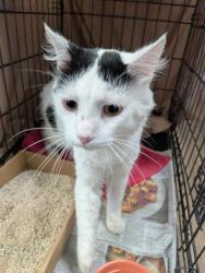 Shelter Stray Male Cat last seen Near Camarosa Circle, San Diego, CA, 92126, 5500 Gaines St, San Diego, CA 92110, USA
