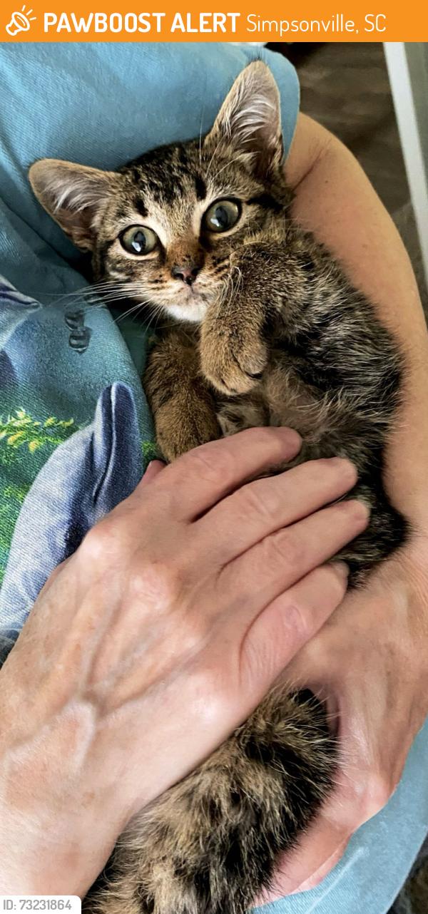 Found/Stray Male Cat last seen West Georgia Rd, Simpsonville, SC 29680