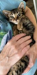 Found/Stray Male Cat last seen West Georgia Rd, Simpsonville, SC 29680