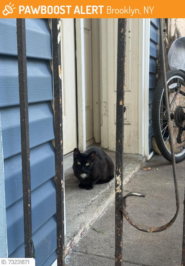 Found/Stray Unknown Cat last seen Near highland blvd, Brooklyn, NY 11207