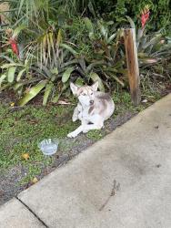Found/Stray Female Dog last seen Animal care control, Lake Worth Beach, FL 33460