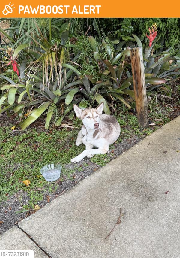 Found/Stray Female Dog last seen Animal care control, Lake Worth Beach, FL 33460