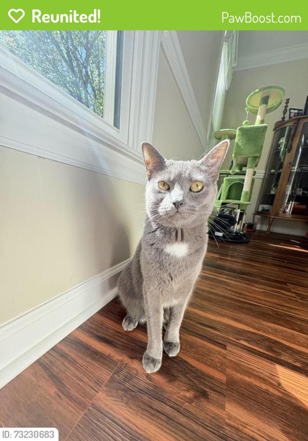 Reunited Female Cat last seen Winding ridge road pope road, Winston-Salem, NC 27127