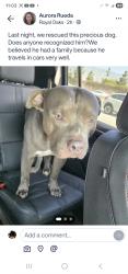 Found/Stray Male Dog last seen On the bridge between Irwindale and Duarte, Irwindale, CA 91722