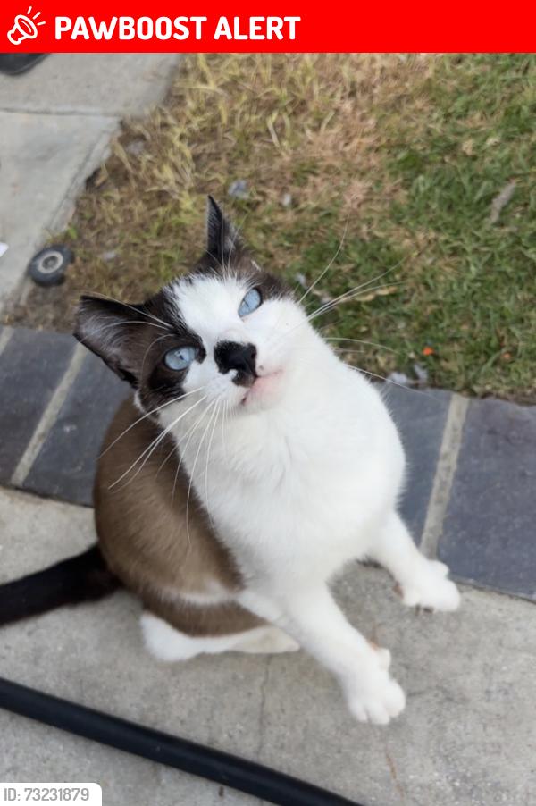Lost Male Cat last seen adams ave, magnolia st, Huntington Beach, CA 92646