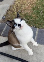 Lost Male Cat last seen adams ave, magnolia st, Huntington Beach, CA 92646