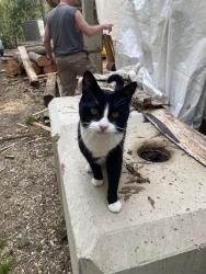 Lost Female Cat last seen Eagle River, Columbia-Shuswap, BC V0E 2J0