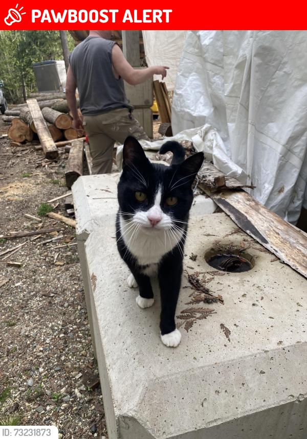 Lost Female Cat last seen Eagle River, Columbia-Shuswap, BC V0E 2J0