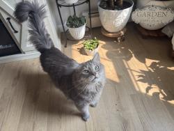 Lost Male Cat last seen Tiffany lane , Cameron drive, Bristol, CT 06010