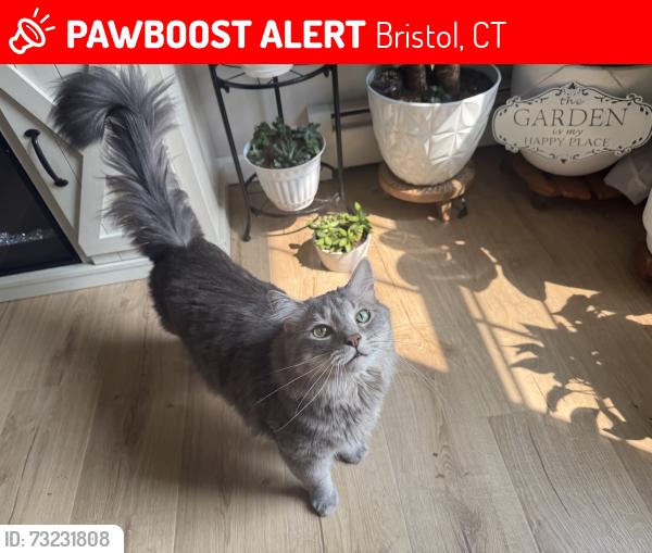 Lost Male Cat last seen Tiffany lane , Cameron drive, Bristol, CT 06010