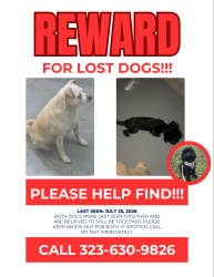 Reunited Male Dog last seen Crenshaw and 116th, Inglewood, CA 90303