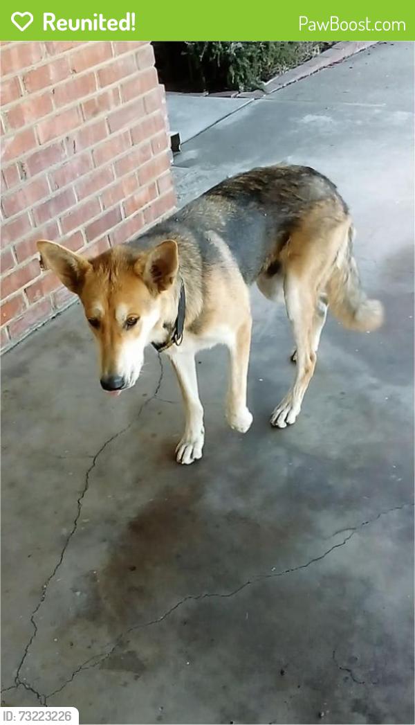 Reunited Male Dog last seen S. Tuxedo, Stockton, CA 95204