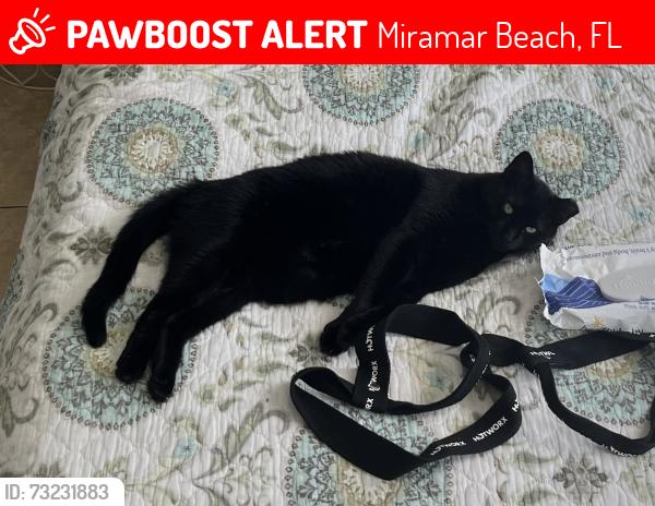 Lost Female Cat last seen Payne street, Miramar Beach, FL 32550