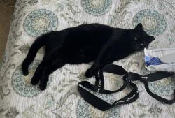 Lost Female Cat last seen Payne street, Miramar Beach, FL 32550