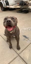 Lost Male Dog last seen E 50th avenue and boiling st, Denver, CO 80249
