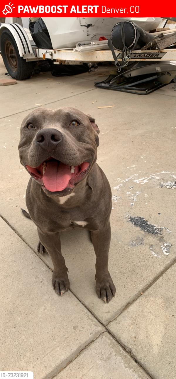Lost Male Dog last seen E 50th avenue and boiling st, Denver, CO 80249