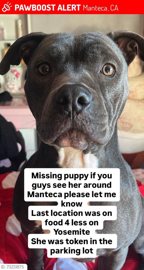 Lost Female Dog last seen Food 4 less on Yosemite in Manteca, Manteca, CA 95336