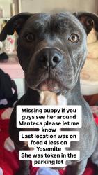 Lost Female Dog last seen Food 4 less on Yosemite in Manteca, Manteca, CA 95336