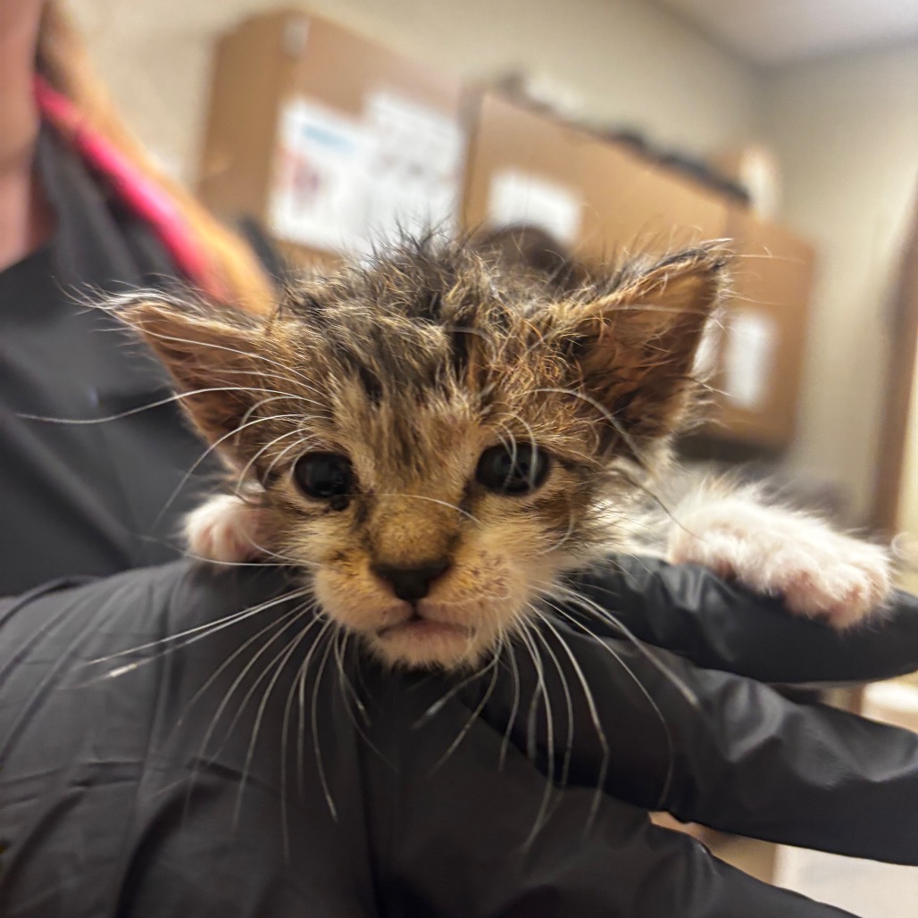 Shelter Stray Male Cat last seen , 54687 Co Rd 19, Bristol, IN 46507, USA